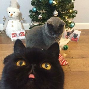 Meet your Posher, Shannon